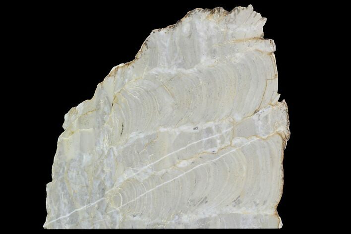 Polished Stromatolite (Kussiella) Slab - Russia #91812